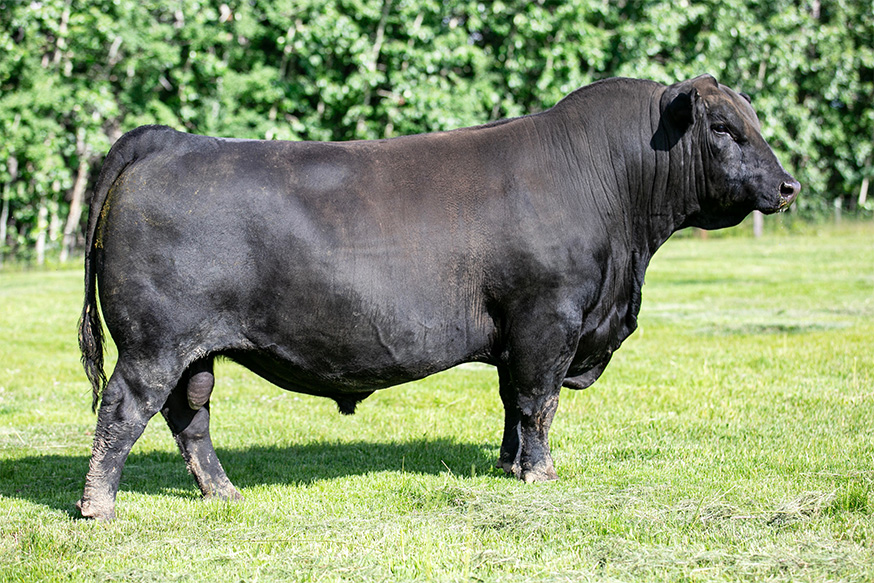 sire11